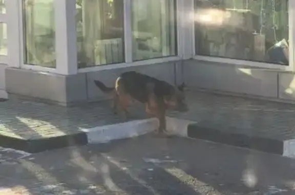 Найдена собака, Улан-Удэ, фото: Найдена собака: Жердева, 8, Улан-Удэ