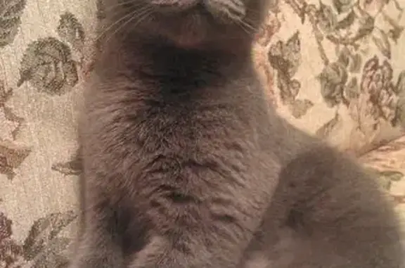 Пропала кошка, ул. Тюльпанов, 41 к7 - photo