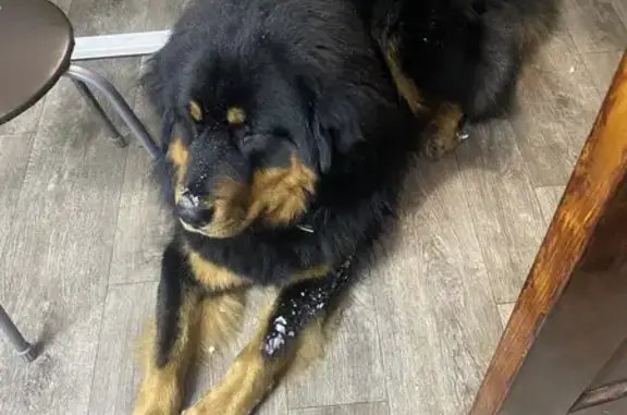 Пропала собака, Гилёва, Свердловская область - photo