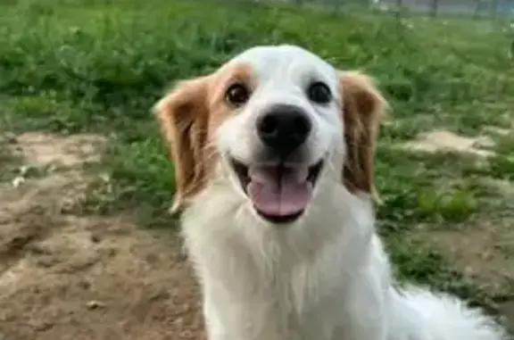 Собаки потеряшки, Домодедово, фото: Потеряшка собака в Домодедово, МО