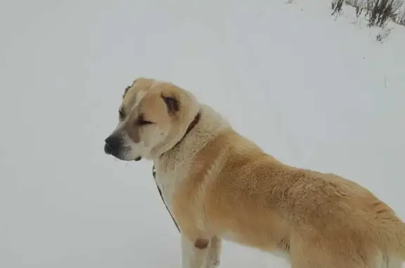 Найдена собака, Ломинцевское, фото: Собака найдена: 70К-404, Ломинцевское 