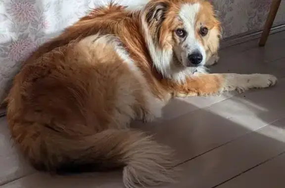 Пропала собака, Межевая ул., Анискино - photo