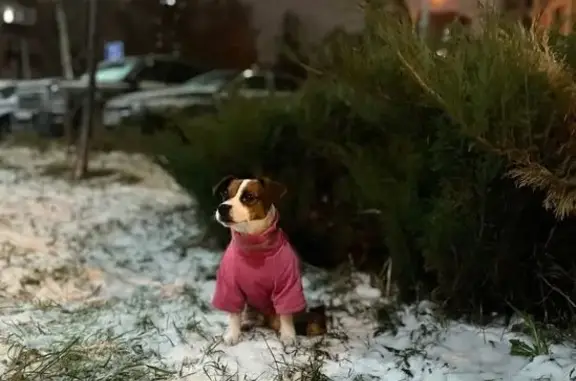 Пропала собака на ул. Коминтерна, Москва - photo