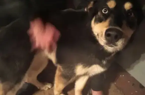 Найдена собака, Зеленоград, фото: Найдена собака, Зеленоград, Москва