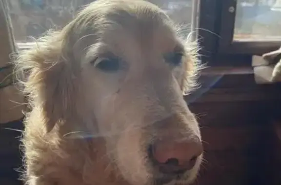 Пропала собака в МО - photo