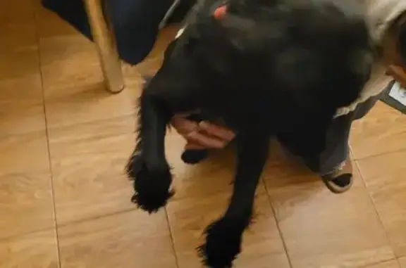 Найдена собака, Архангельск, фото: Спаниель найден: ул. Самойло, 24, Архангельск