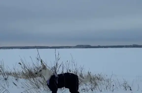 Пропала собака Мия, ул. Нахимова, 3 - photo