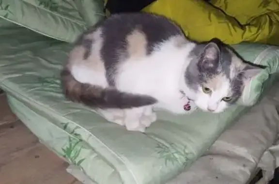 Объявления о пропавших и найденных животных, Юрьев-Польский, фото: Кошка найдена: Петропавловский пер., Юрьев-Польский