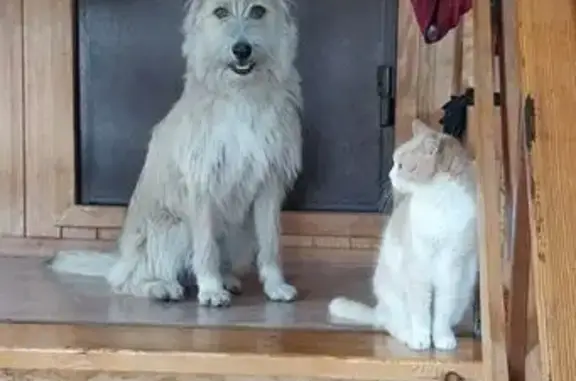 Пропала собака в Казённой Заимке - photo