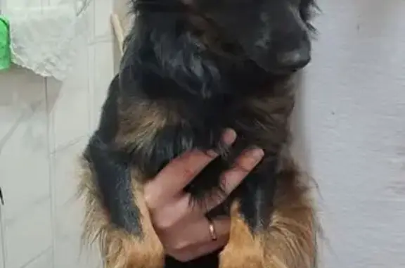 Найдена собака, Пермь, фото: Найдена собака, ул. Калинина, 30, Пермь