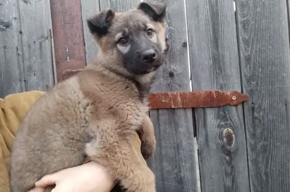 Найдена собака, Абакан, фото: Щенок найден, ул. Чкалова, Абакан