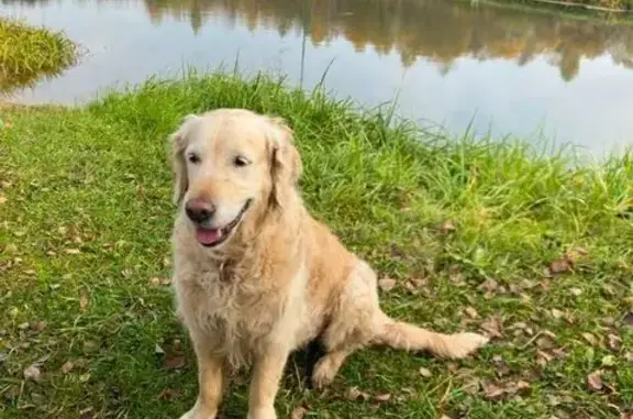 Пропала собака, Куртниково, ул. Куртникова 6 - photo