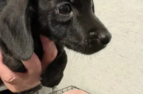 Найдена собака, Челябинск, фото: Найдена собака, Российская ул., Челябинск