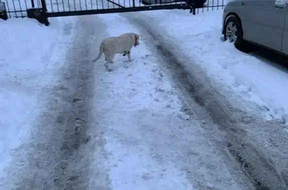 Найдена собака, Калининград, фото: Лабрадор найден: ул. Гайдара, 116, Калининград