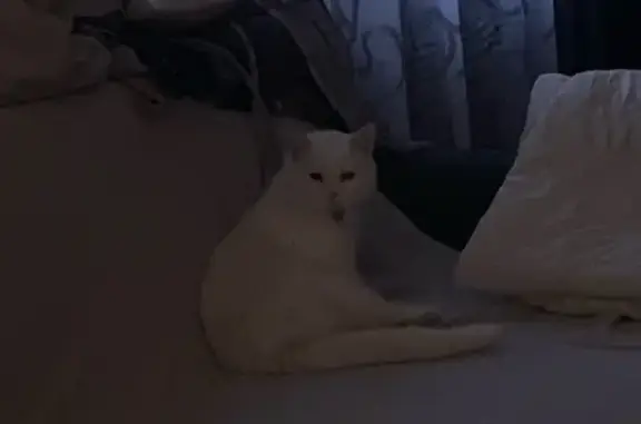 Найдена кошка, Малое Исаково, фото: Кот найден: Молодежная, 1, Малое Исаково