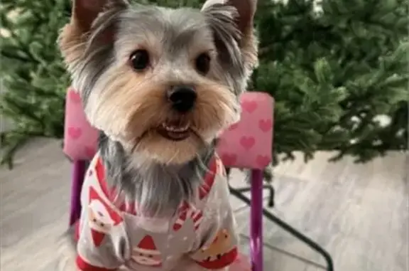 Пропала собака на 4-й Линейный, 21 - photo