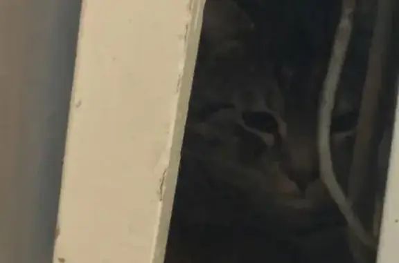 Объявления о пропавших и найденных животных, Прокопьевск, фото: Серая кошка найдена на Жолтовского, 8