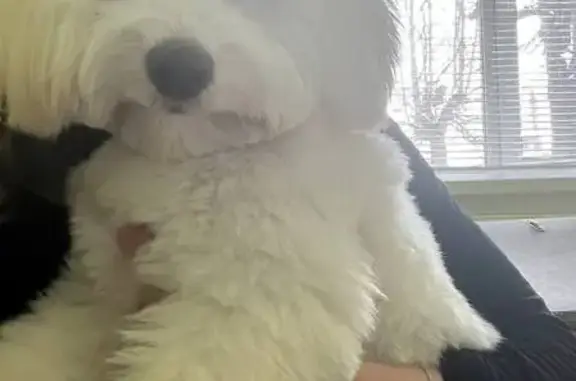 Пропала собака, ул. Кооперативная, 28, Шуя - photo