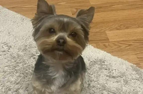 Пропала собака, ул. Ветеранов, Урай - photo