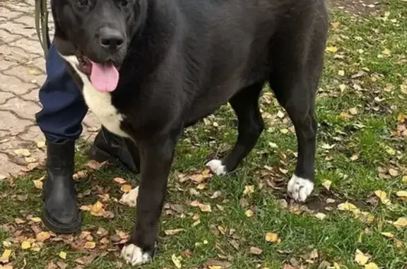 Пропала собака Чара, Проезд 17, Королёв - photo