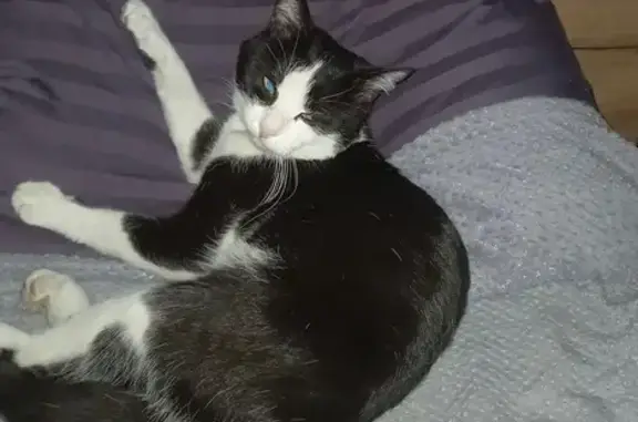 Пропал кот, Чичерина 2, Оренбург - photo