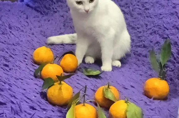 Пропала белая кошка, Тобольск, 26 - photo