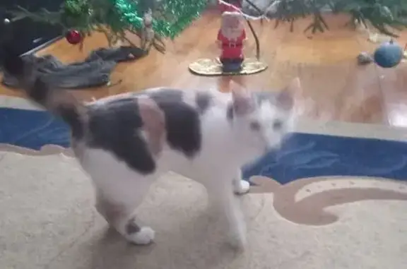 Найдена кошка, Касимов, фото: Кошка найдена: Восточная ул., д. 1а, Касимов