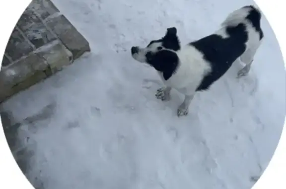 Собаки потеряшки, Арзамас, фото: Потеряшка собака на ул. Свободы, 8, Арзамас