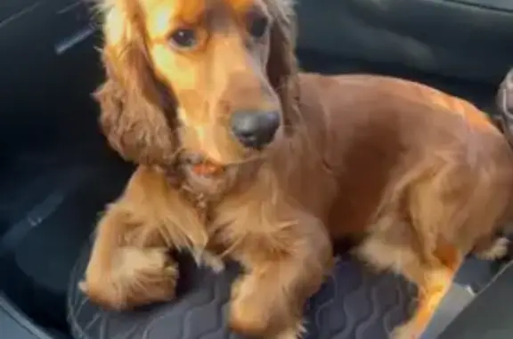 Пропала собака, Водопроводный пер., 1, Дюртюли - photo