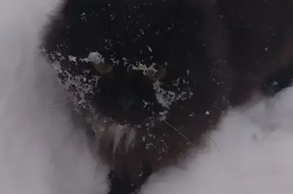 Пропала кошка, Подгорная, Удмуртия - photo