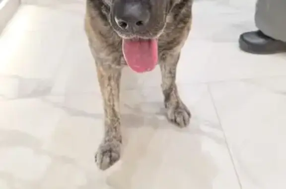 Найдена собака, Москва, фото: Собака найдена: Ботаническая 29А к3, Москва