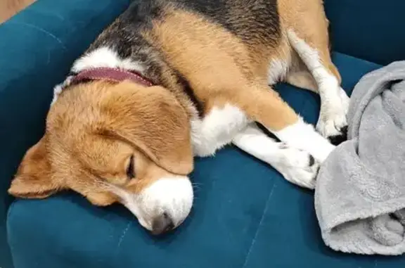 Найдена собака, Сочи, фото: Сочи: найдена собака, ул. Конституции СССР