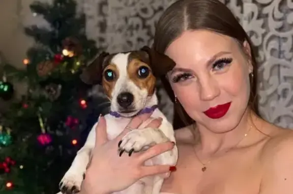 Объявления о пропавших и найденных животных, Татарск, фото: Пропала собака Тея, ул. Чехова, 53, Татарск