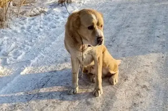 Найдена собака, Красноярск, фото: Найден алабай, ул. 60 лет Октября, 132Г