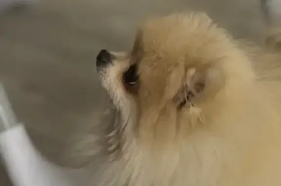 Собаки потеряшки, Тула, фото: Потеряшка собака: Глушанский проезд, Тула