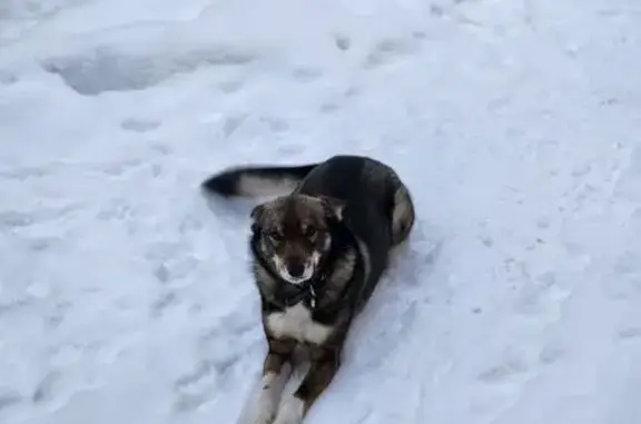 Пропала собака: Картасный пер., 12, Томск - photo
