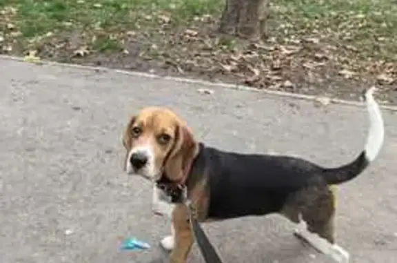 Собаки потеряшки, Анапа, фото: Потеряшка бигль, Владимирская 134, Анапа