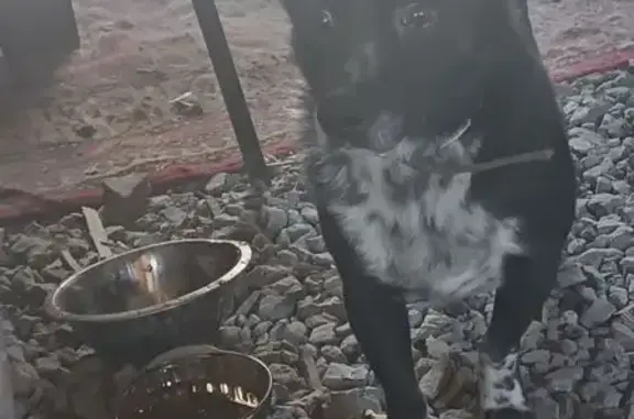 Пропала собака, ул. Фрунзе 117, Челябинск - photo