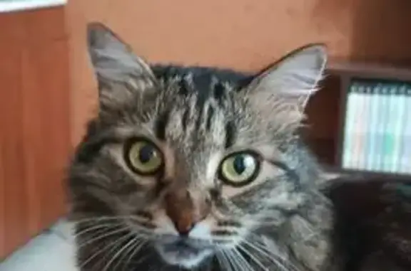 Пропала кошка, ул. Самохвалова, 10Б - photo