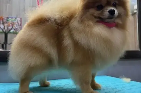 Собаки потеряшки, Краснодар, фото: Потеряшка собака на ул. Автолюбителей, Краснодар