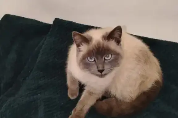 Найдена кошка, Казань, фото: Кошка найдена у цирка, Казань, пл. Тысячелетия