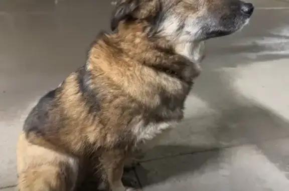 Найдена собака, Уфа, фото: Собака найдена: ул. Энтузиастов, 13, Уфа