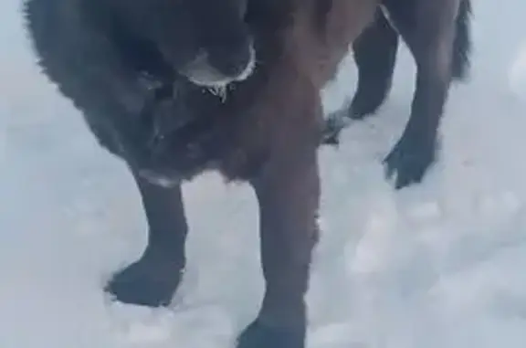 Найдена собака, Хабаровск, фото: Собака на Аэродромной ул., Хабаровск