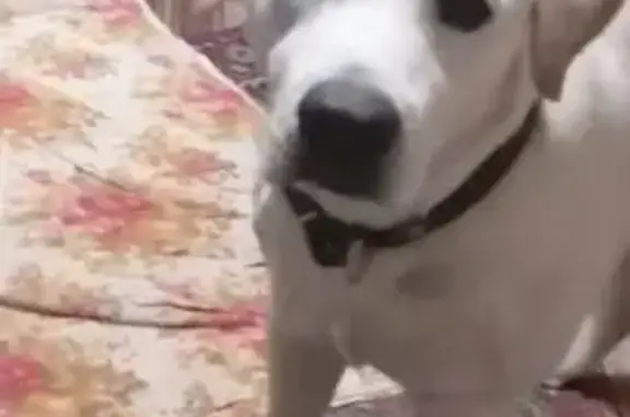 Пропала собака, Владимир - photo