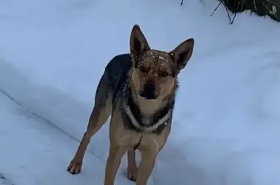 Найдена собака, Маливо, фото: Найдена собака, Маливо, МО