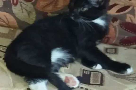 Пропал котенок, ул. Ленина, 86А, Воронеж - photo