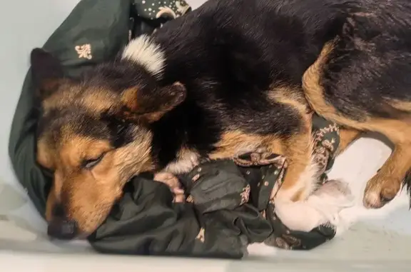 Найдена собака, Смоленск, фото: Собака найдена: 5-й Мопровский пер., 2