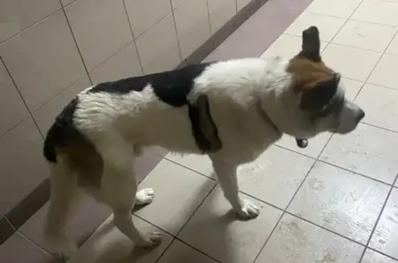 Найдена собака, Зеленоград, фото: Собака найдена, Зеленоград, Москва