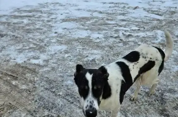 Найдена собака, Пенза, фото: Найдена собака на ул. Толстого, 3, Пенза