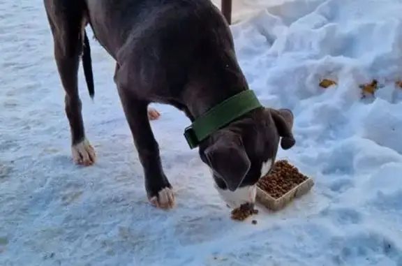 Найдена собака, Тула, фото: Собака найдена: Приупская 11, Тула